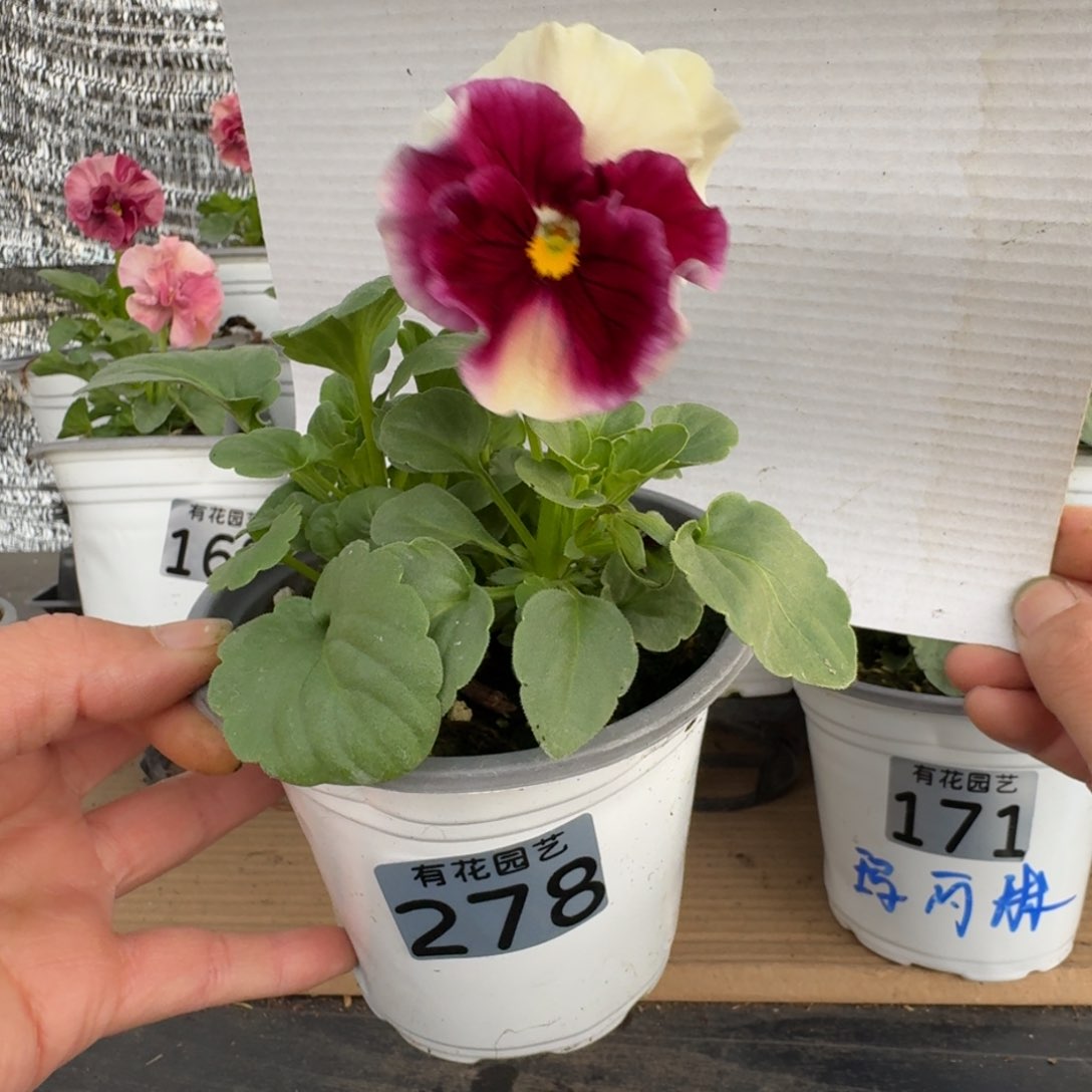 无花朵278号角堇