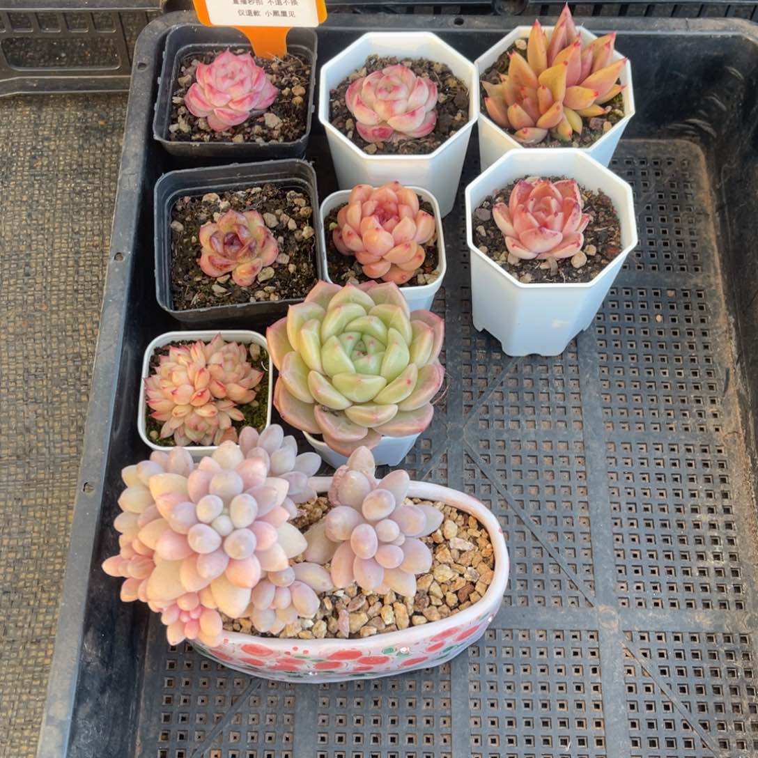 Z*儿杂交一起一物一拍