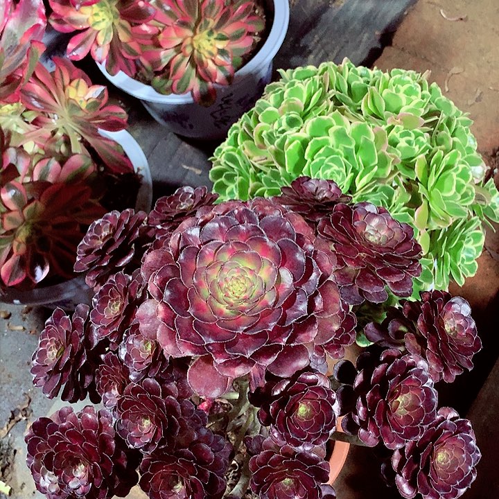 晚霞的，多肉植物