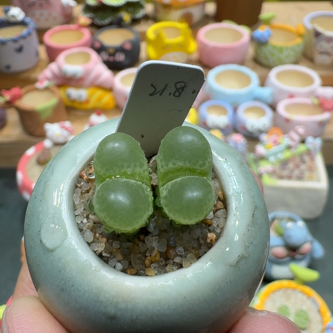 蘑菇1292绿眼睛风铃多肉植物