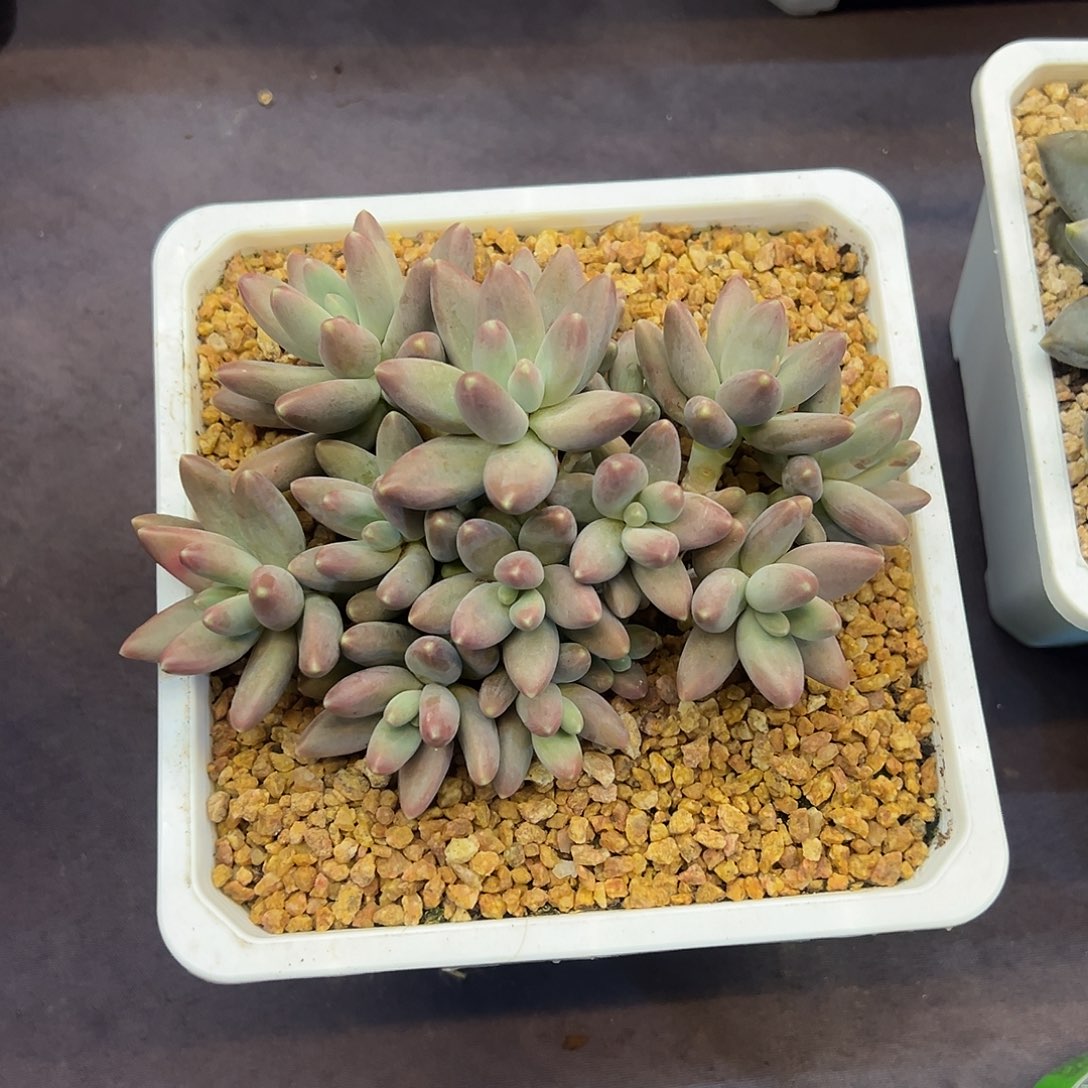 手捧欧若拉多肉植物