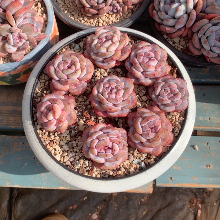 瑞洋花花花花花花花花