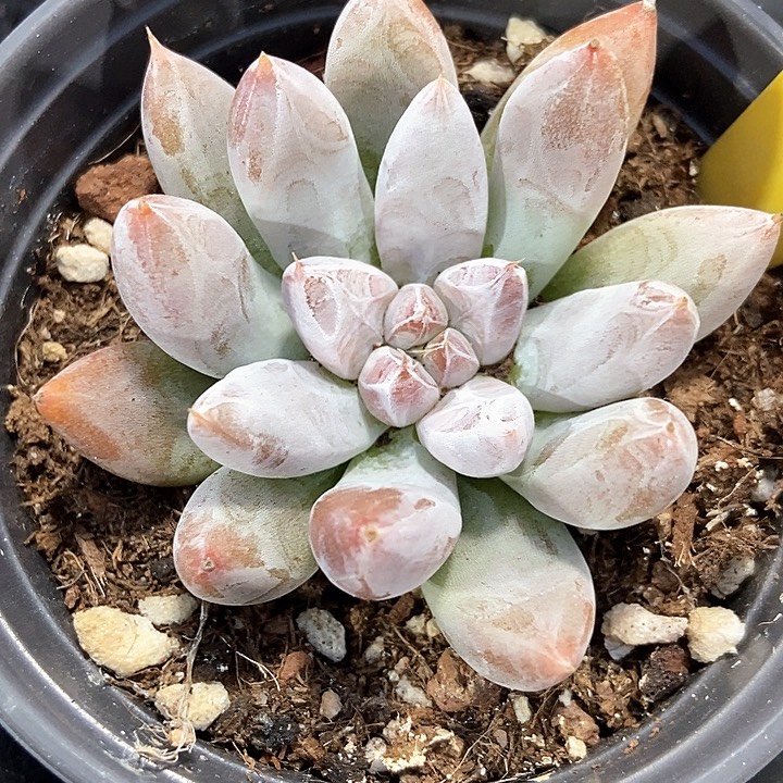 多肉植物原始杜930