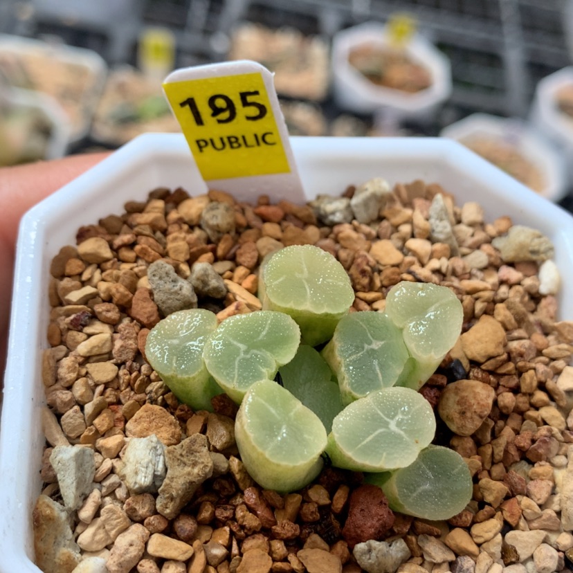 【闪购商品】195万象锦