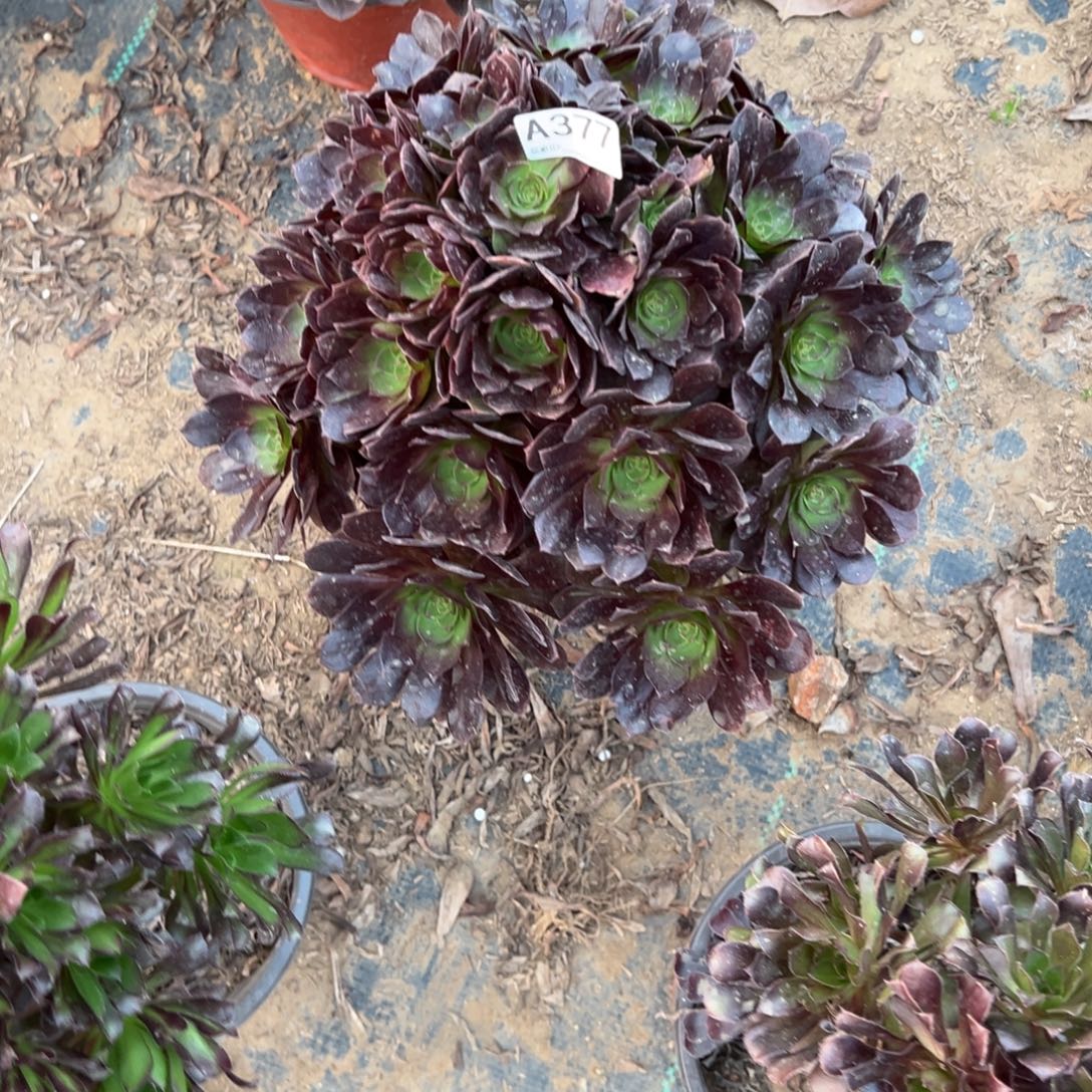 木***安377黑魔多肉植物法师多肉