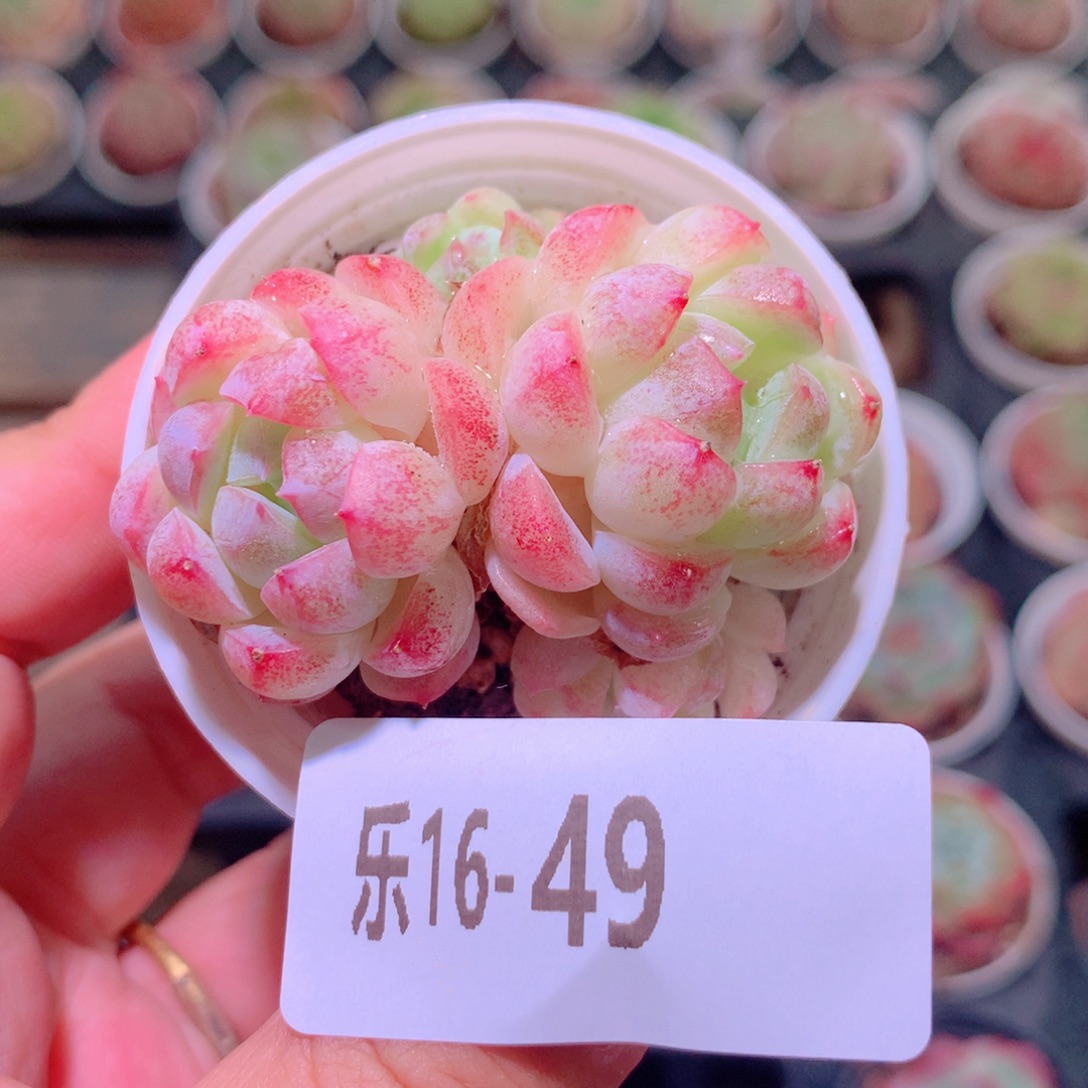 乐然16-49 新品 不包整