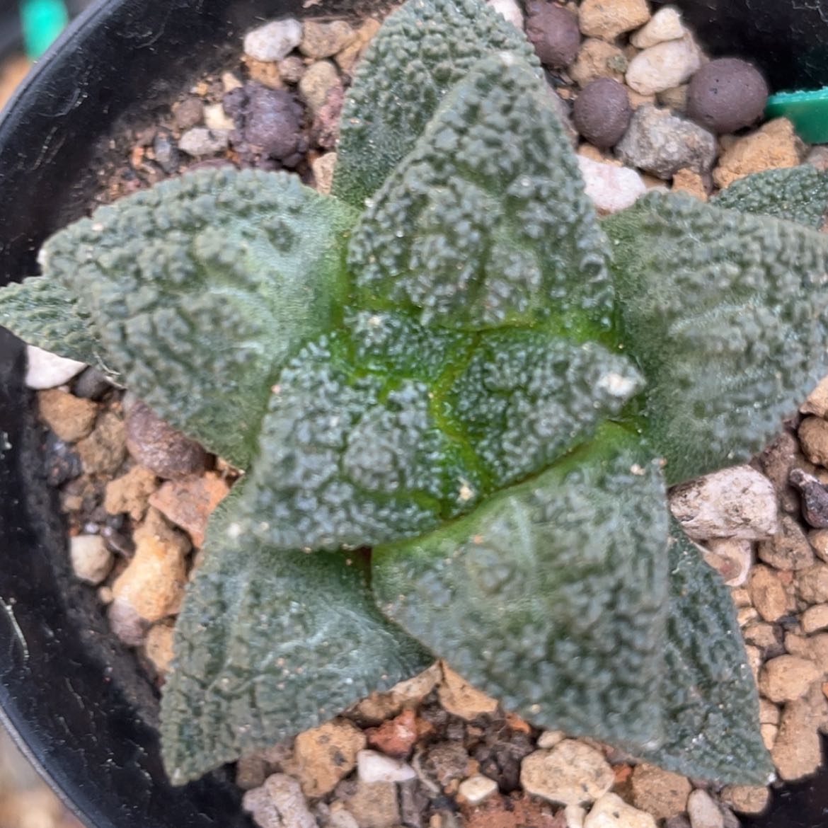 【闪购商品】实生哥斯拉