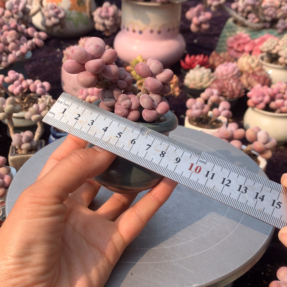 5号带盆偏远地区不包邮的有伤