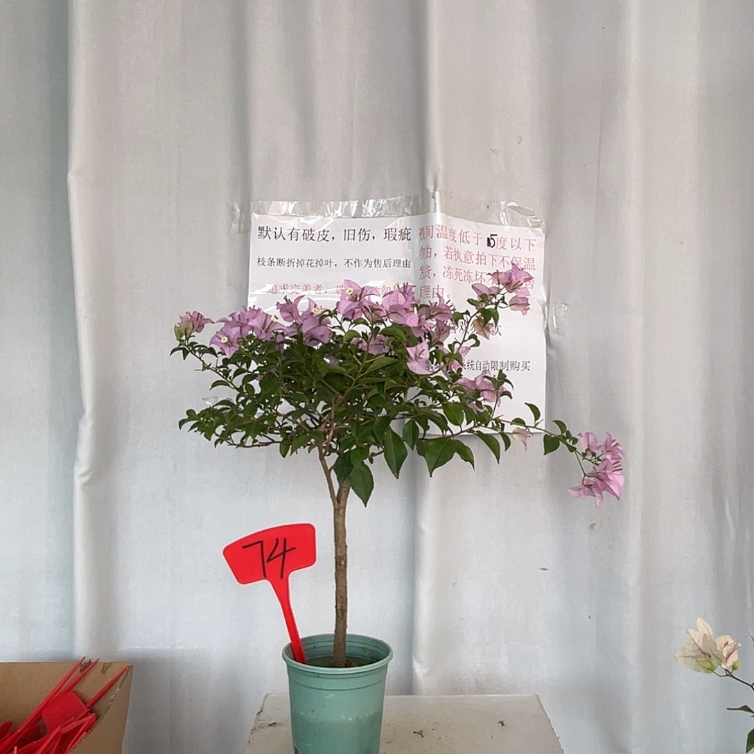 当前无花栽培后可以开花74巴西紫，默认有破皮旧伤