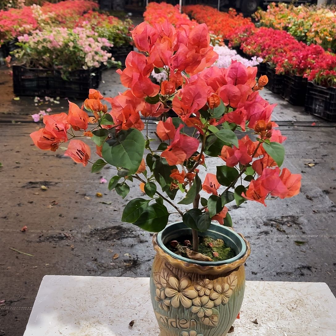 大部分花苞少量开放绿夕阳红掌中宝一颗