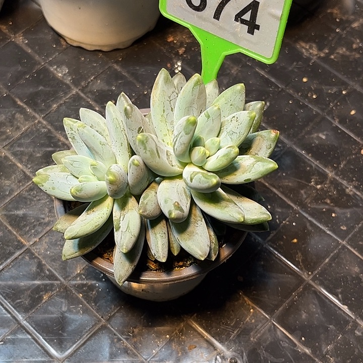 多肉植物阿蒂斯托574