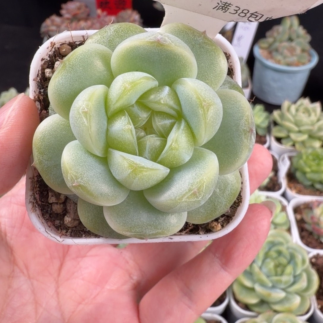 财富密码单头一颗53号