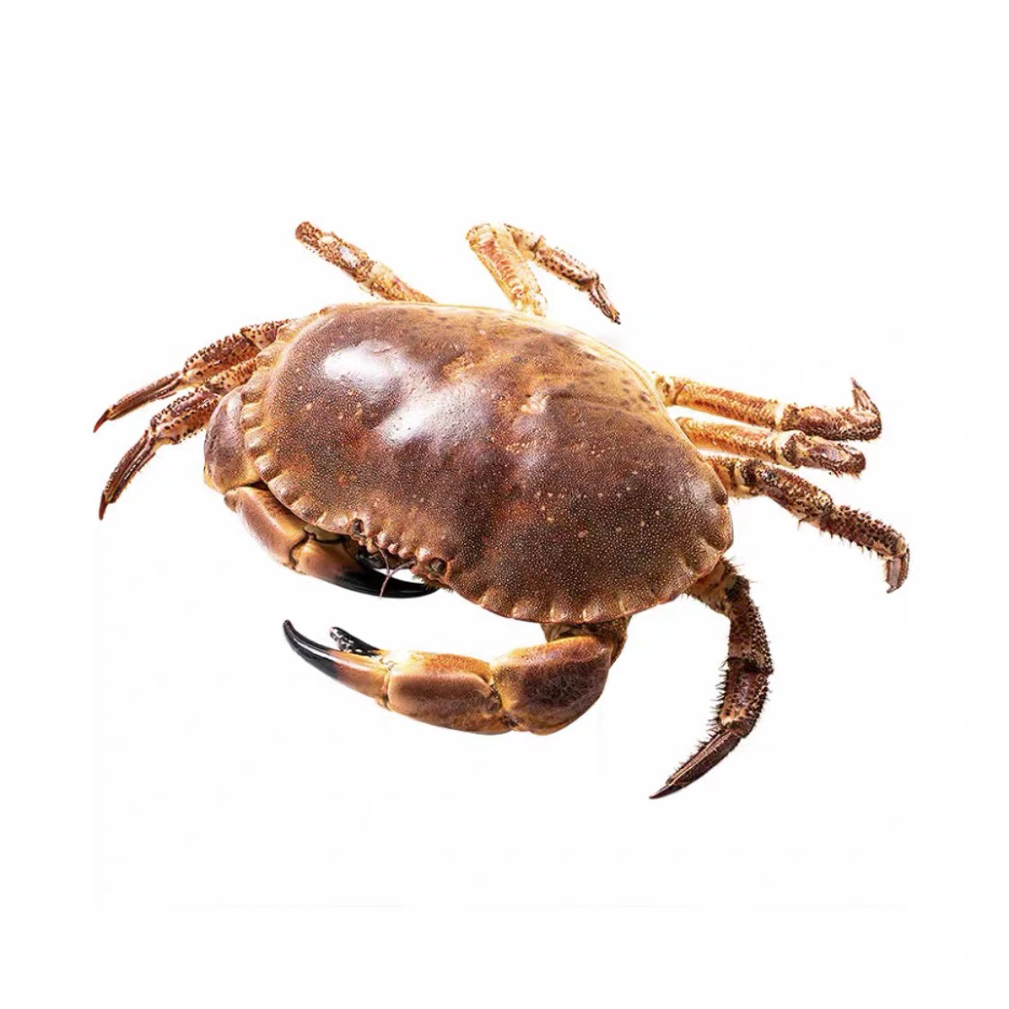 生冻面包蟹全母发货带膏