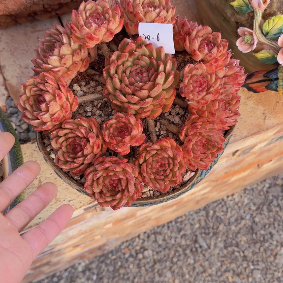 小***～20-6东云杂多肉植物