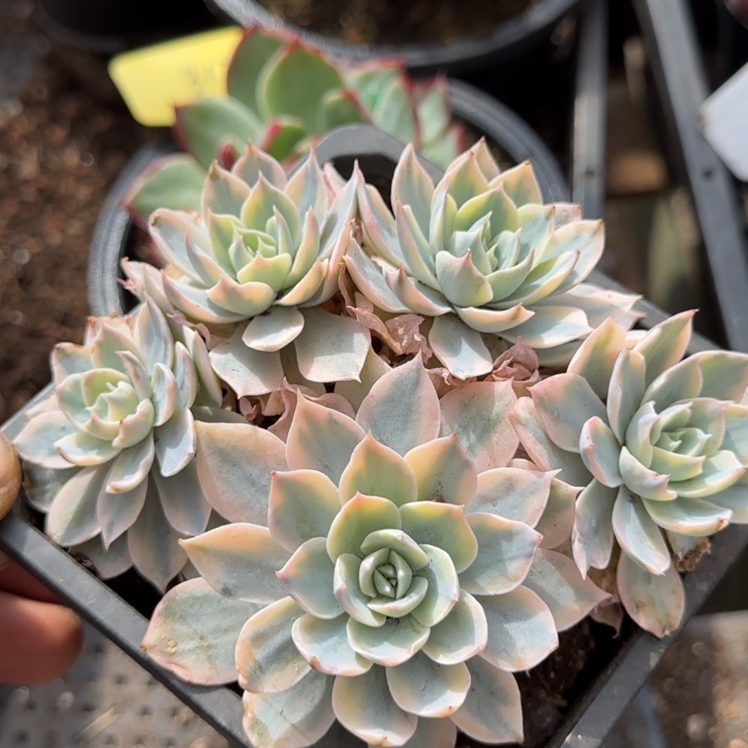 皮试锦一物一拍包装收缩花旱