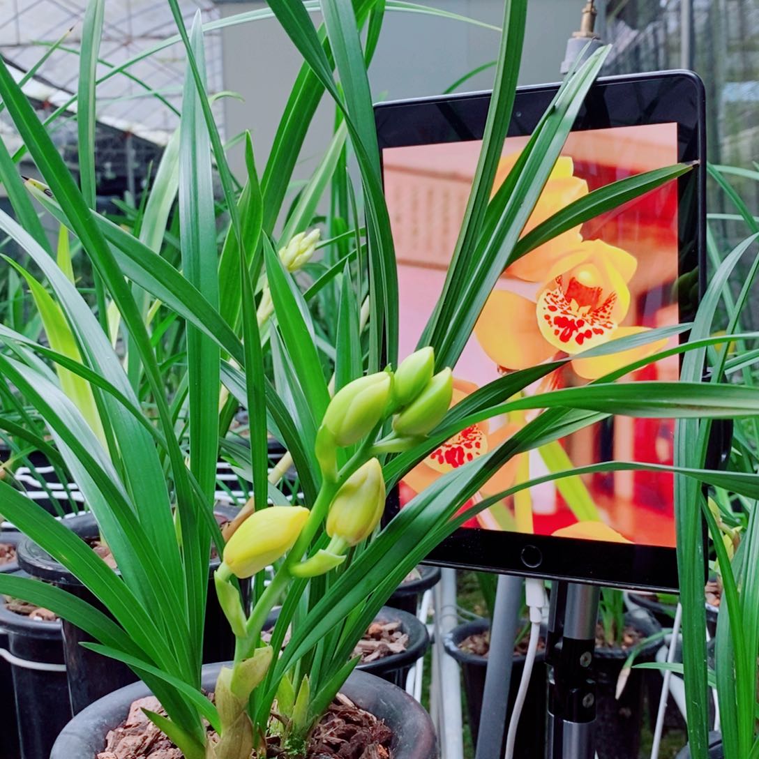 大部分花苞少量开放