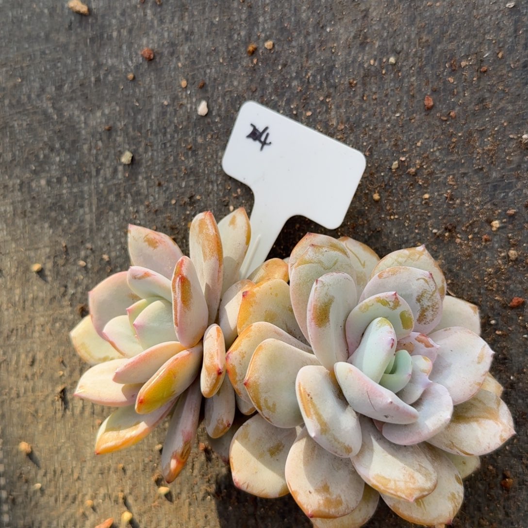 一物一拍11-30奶茶双头204