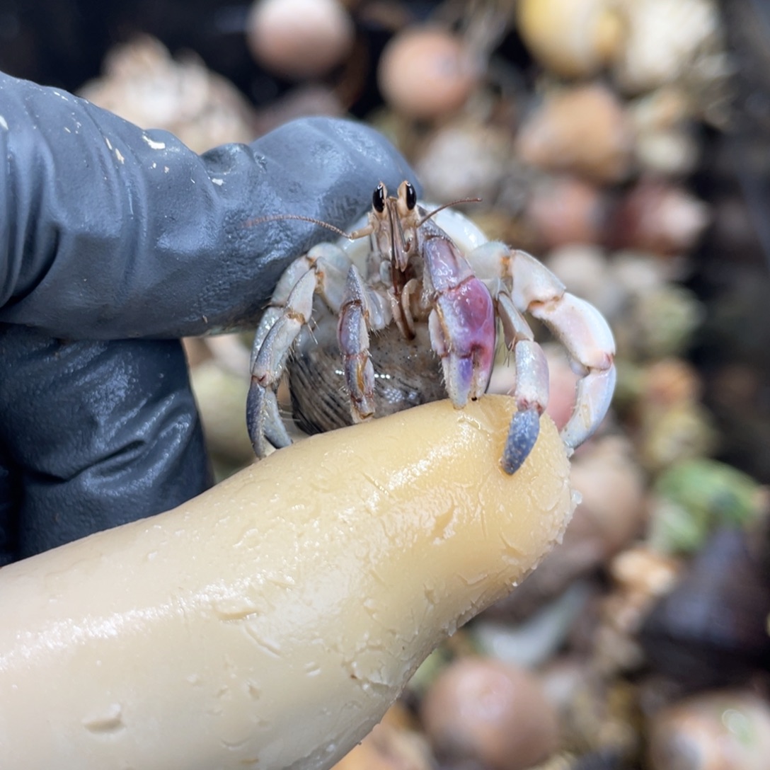 不退不换活体宠物65