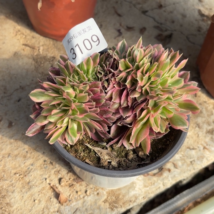 粉女巫坠多肉法师3109