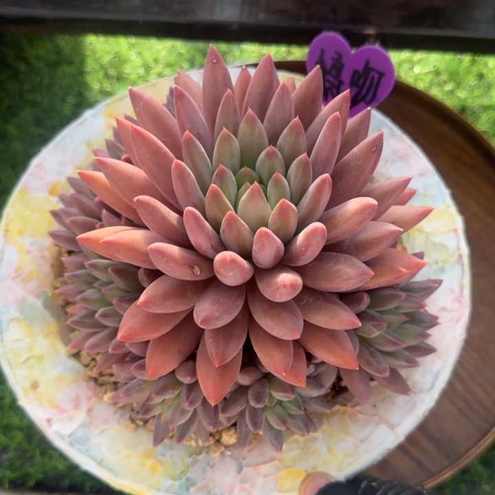 鸱***吻红蜻蜓群生多肉植物一物一拍