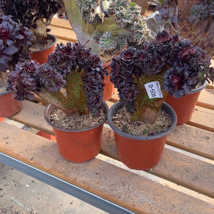 506 欧紫缀共2棵