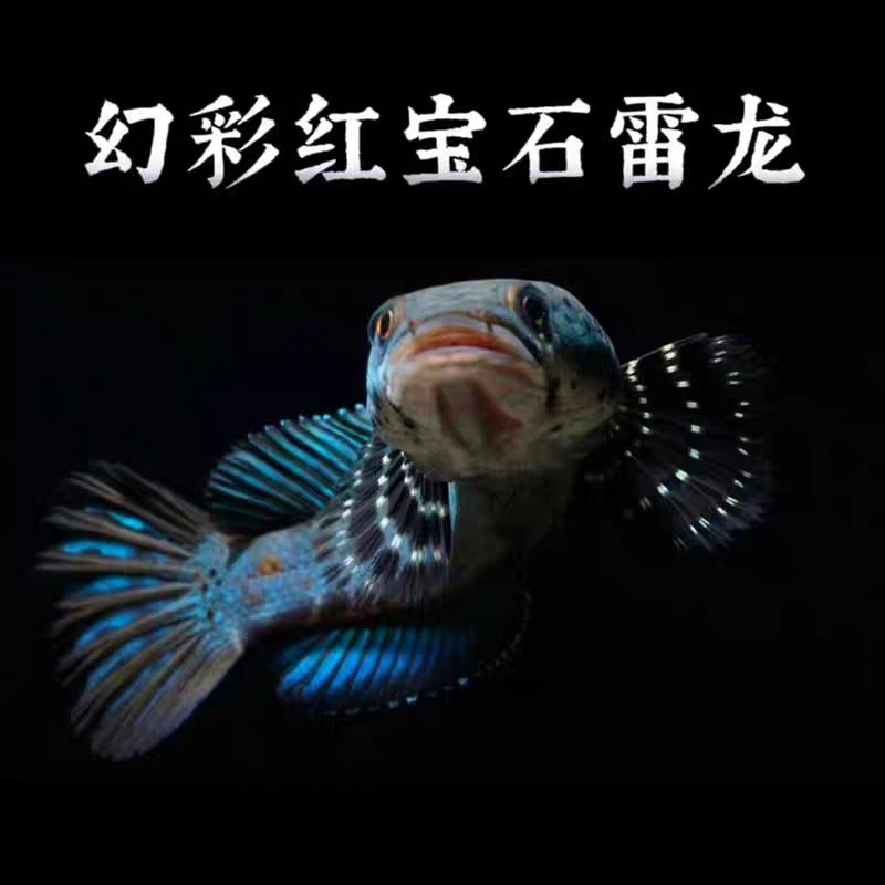 幻彩红宝石  鬼王雷龙 七彩雷龙好养耐活 淡水热带雷龙鱼观赏鱼