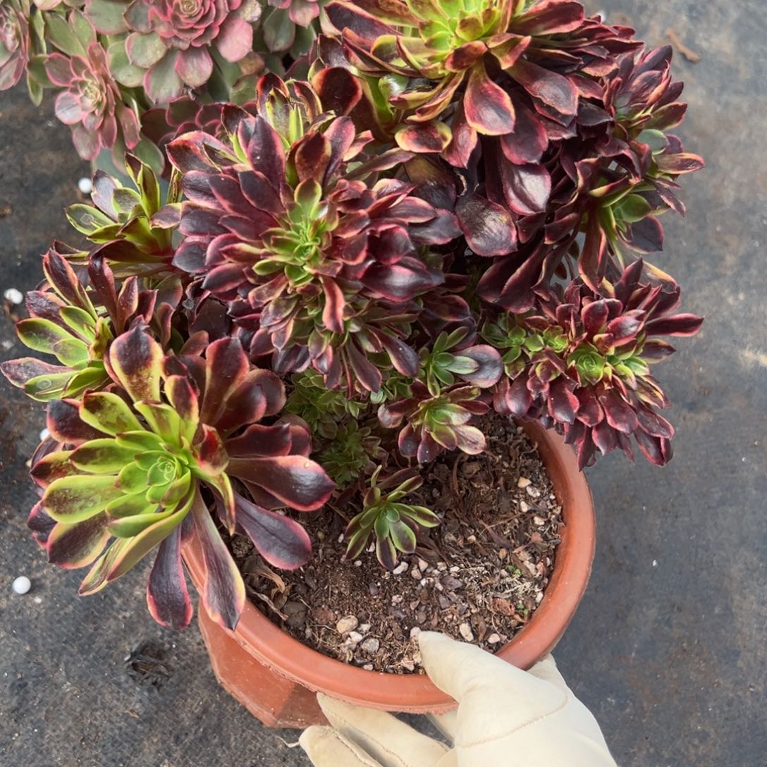 60欧嘉莉缀多肉仔细一看