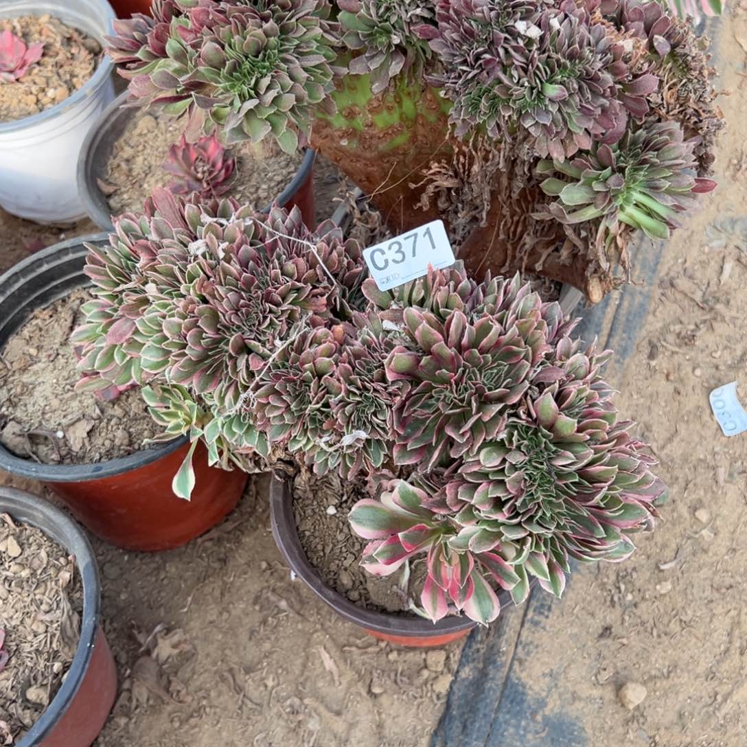 371两颗组合多肉植物