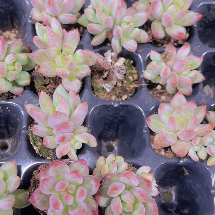 精品虞美人多肉植物