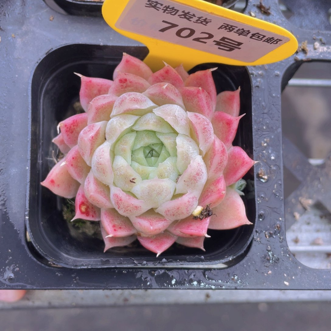 702号 粉女王单头一个m