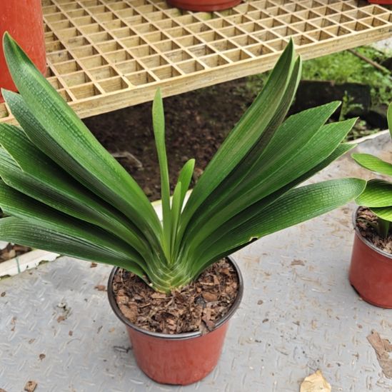 小***星无花朵小星星     30