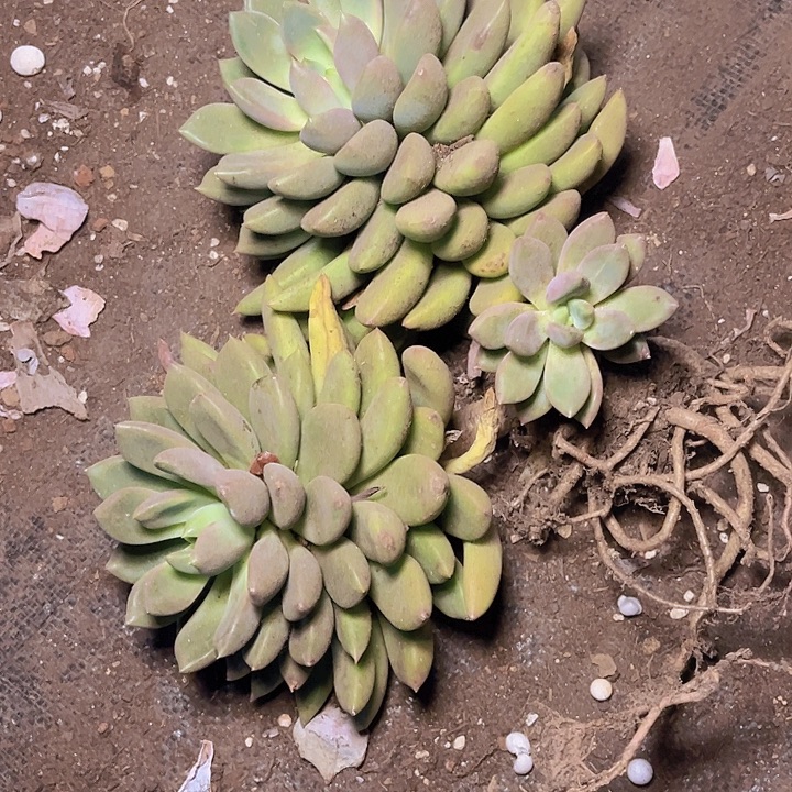 *****好想要这本的啊这都有