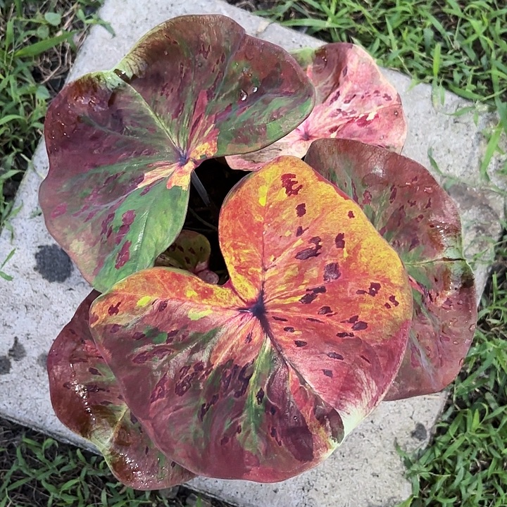 ***114-1024月光彩叶芋泰国