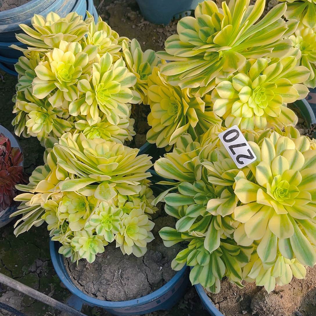 四盆法师13–43包邮法师