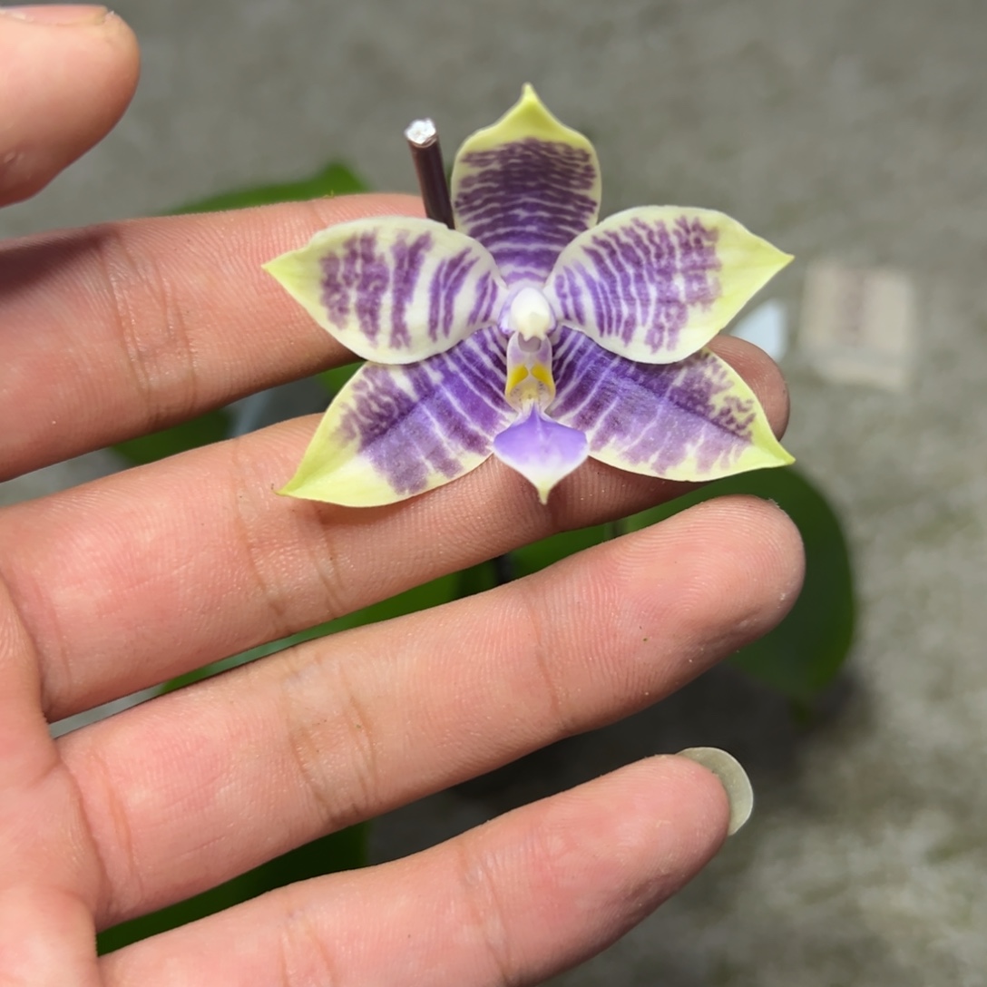 完全开放l307三寸柳林3587