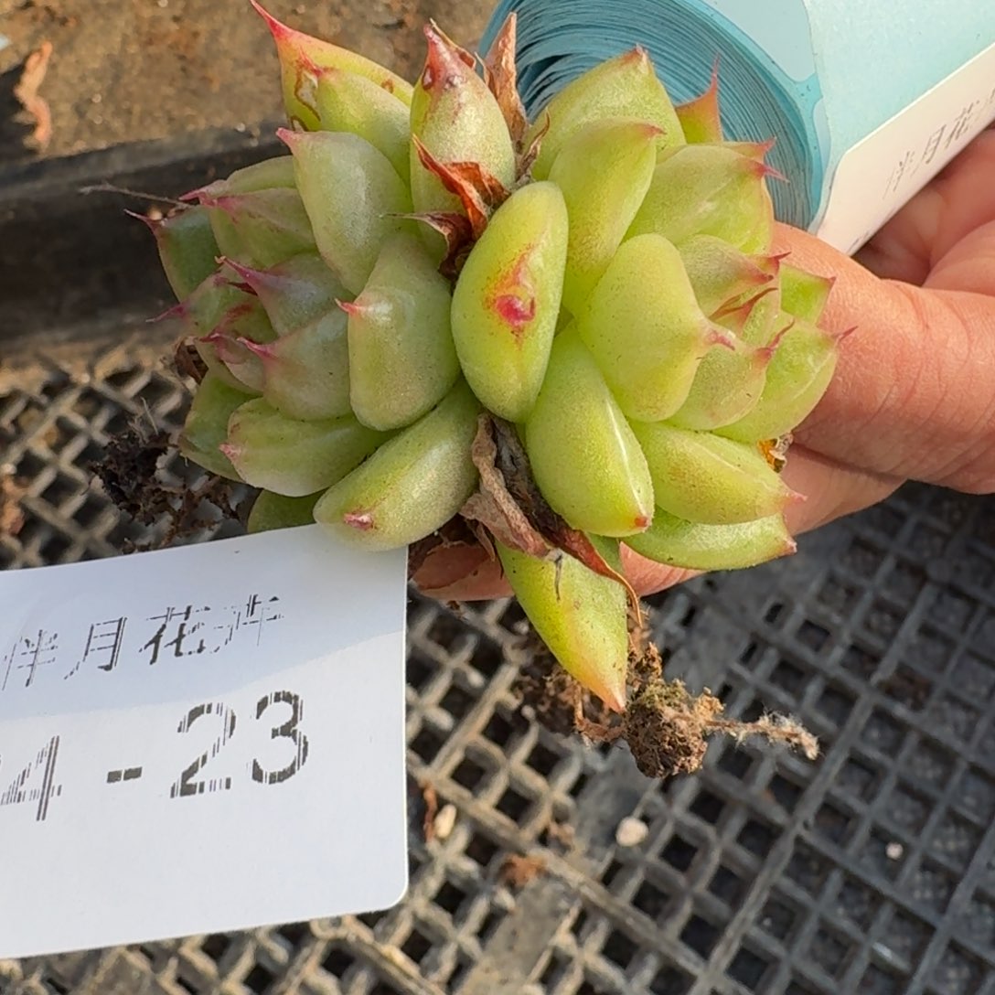 多肉杂交一物一拍24-23