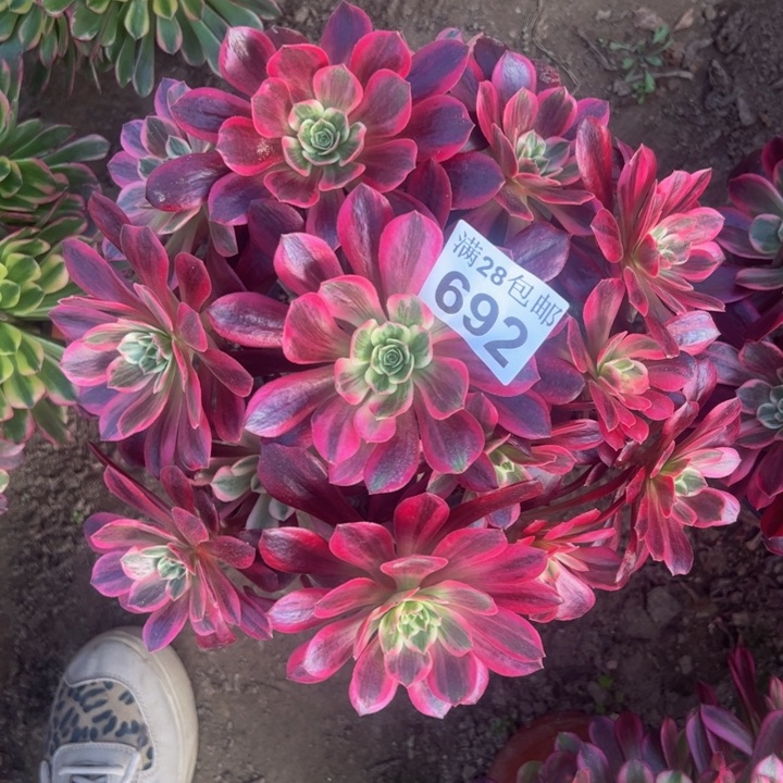 692婚纱多肉植物