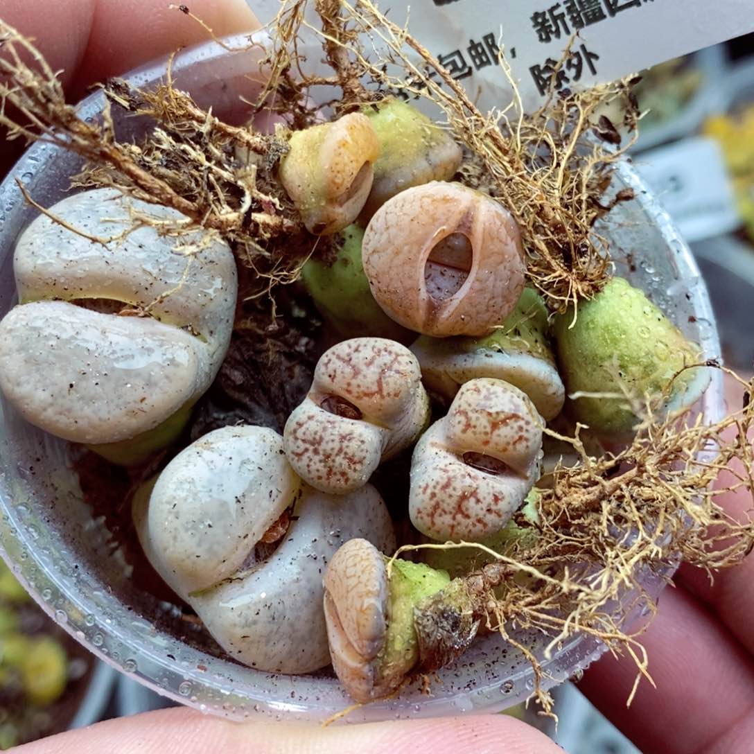 我我的小哥哥小姐姐们373