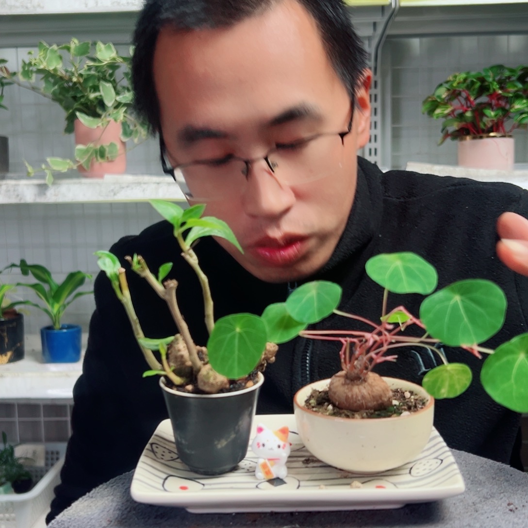 源***树无花朵59                    