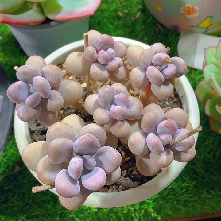 谢谢你的支持0000038