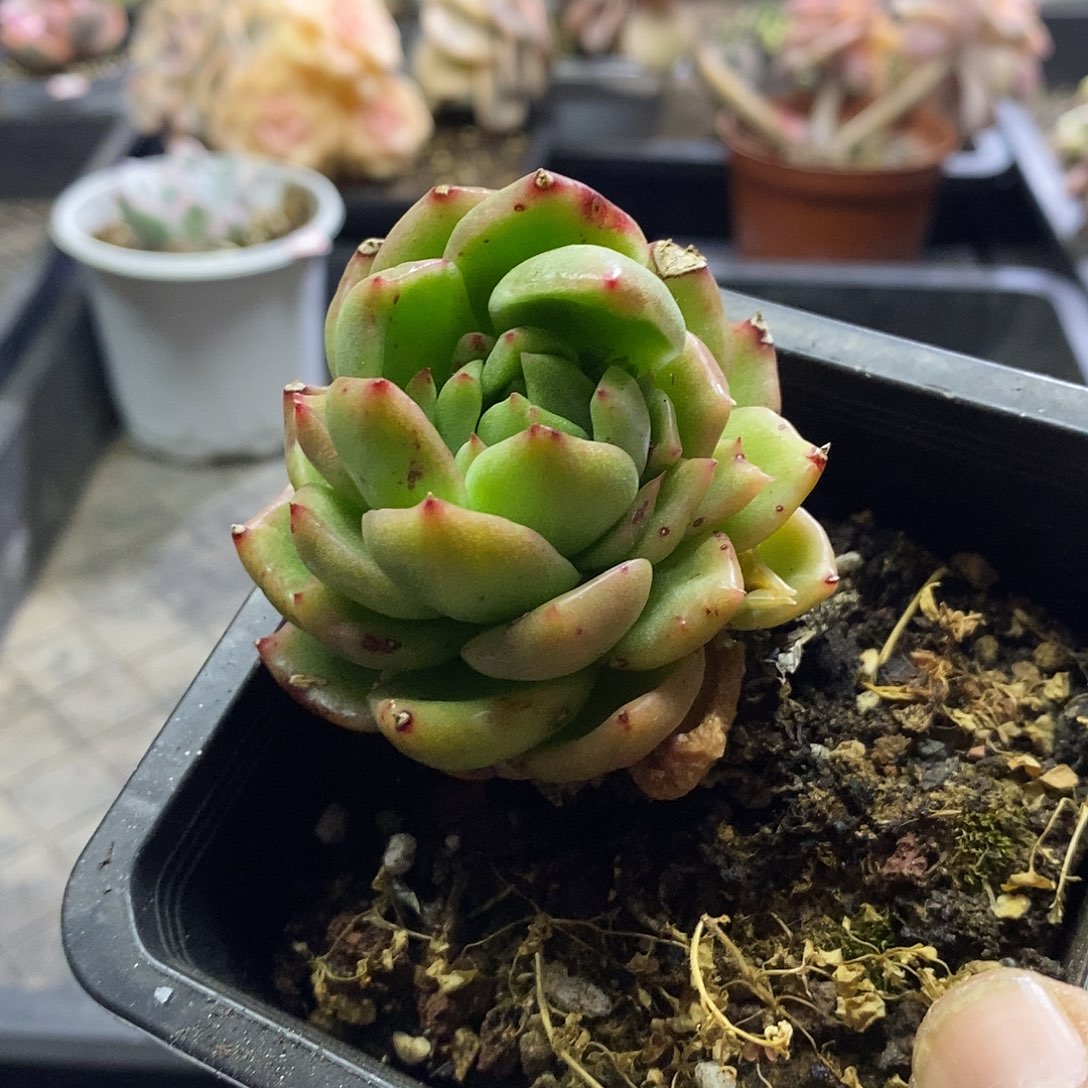 07168吉利颜多肉植物