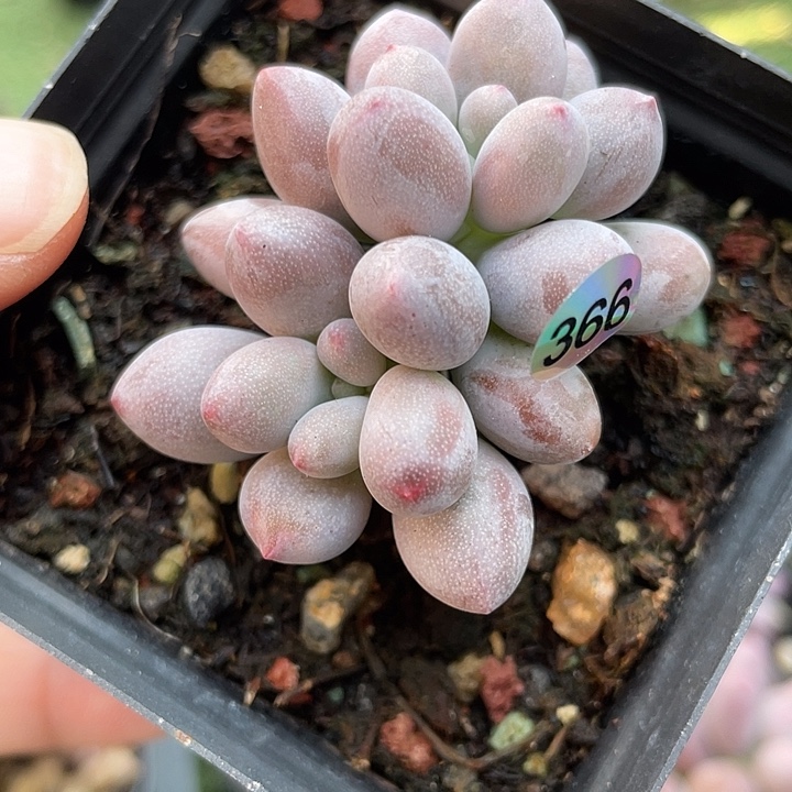 仙子奶酪多肉植物