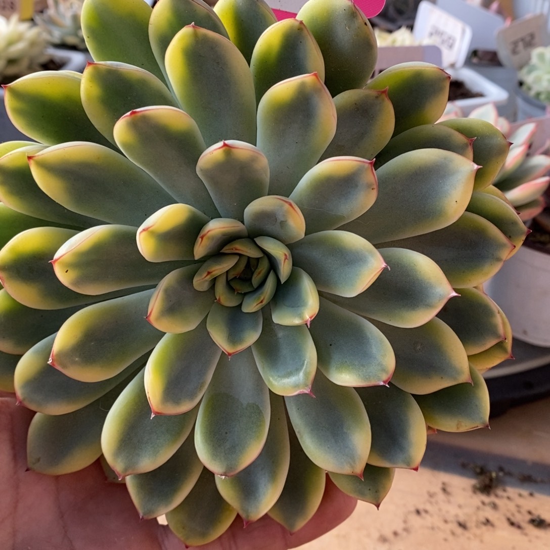 099号荷花哈哈哈哈哈