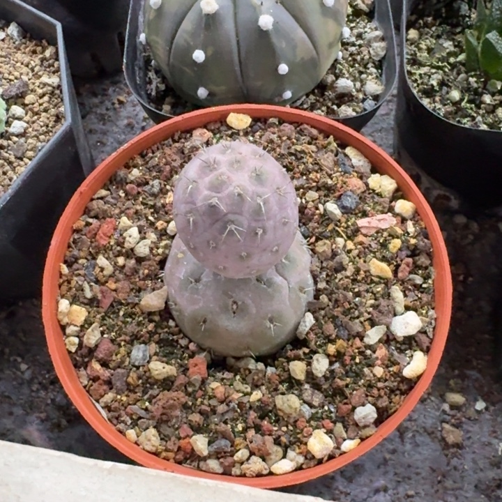 4***喂习志野自根专拍仙人球 