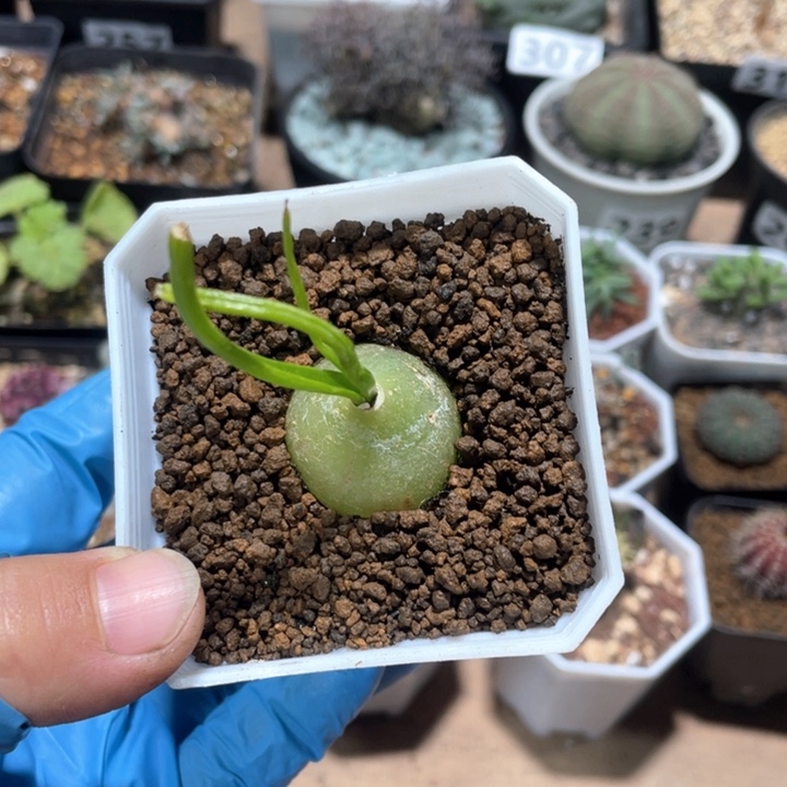 377大型仓角殿块根