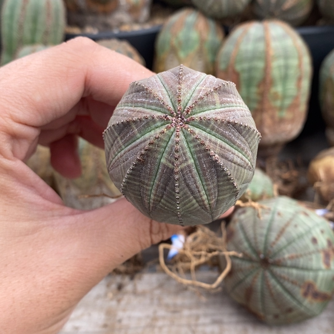 12 欧系实生布纹球多肉植物