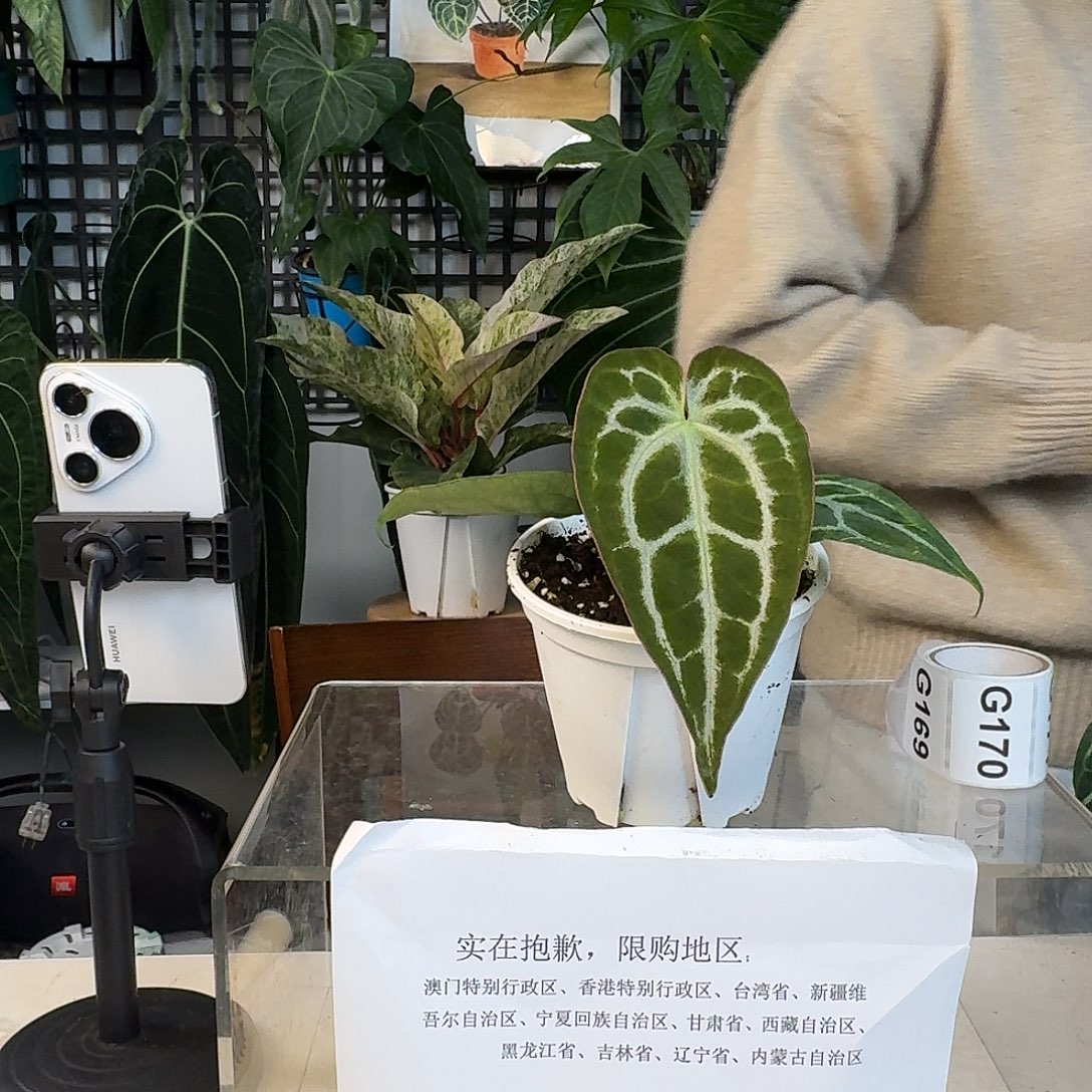 完全开放G168skg银杂小钻石