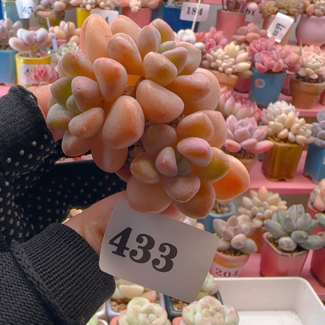 木糖醇433 ，带盆土发货，满38包邮非偏远。