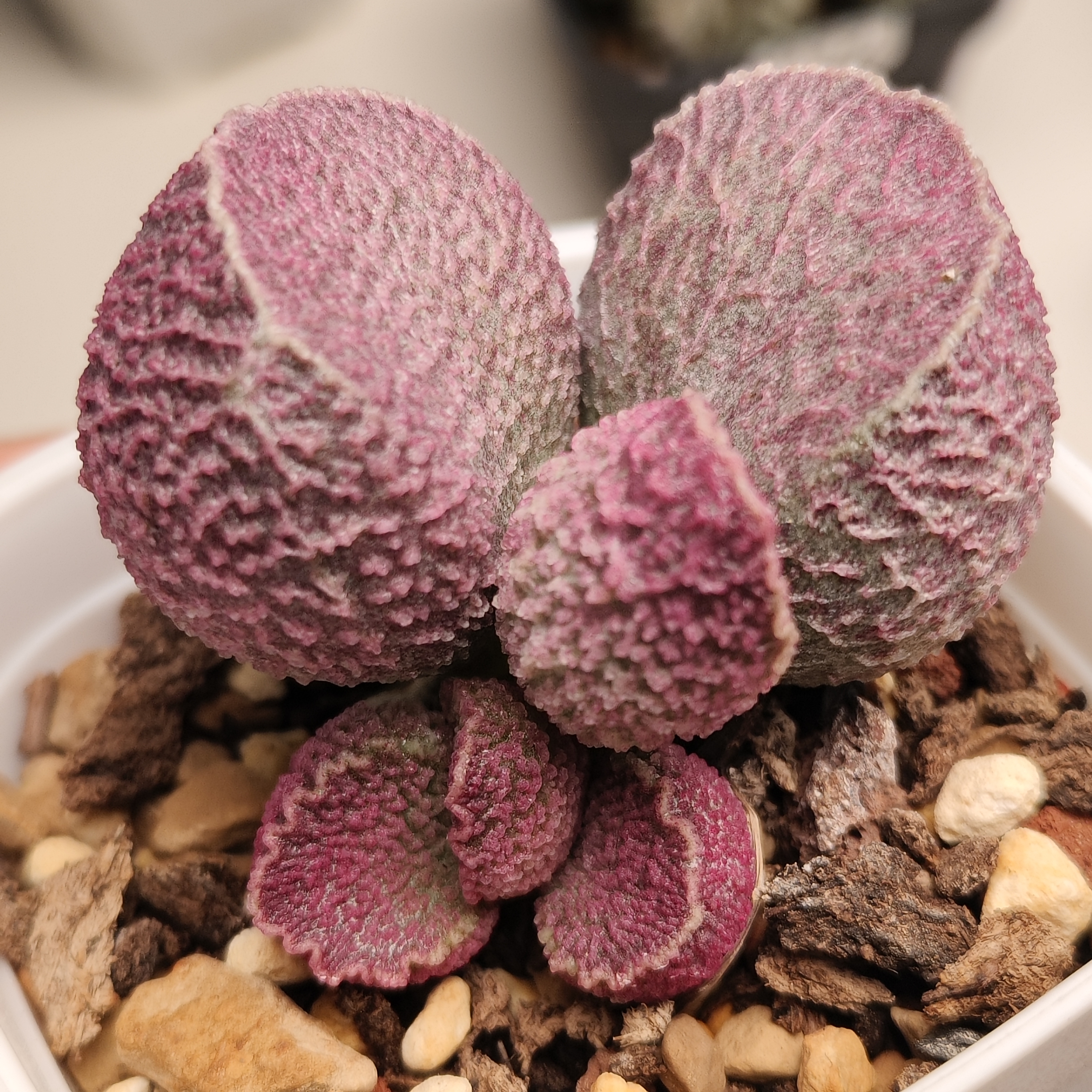 猪肝服部花蛋球球紫蛋大鱼海棠朱紫玉海豹丸叶波浪边经典紫蛋水泡