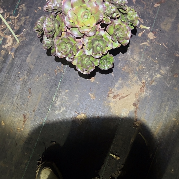 仙***姐一单包邮不包侧枝107